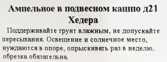 Хедера в кашпо ø21 h35 см