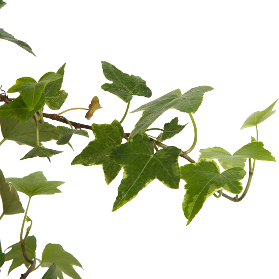 Хедера в кашпо ø21 h35 см