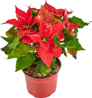 Пуансеттия ø12 h25 см