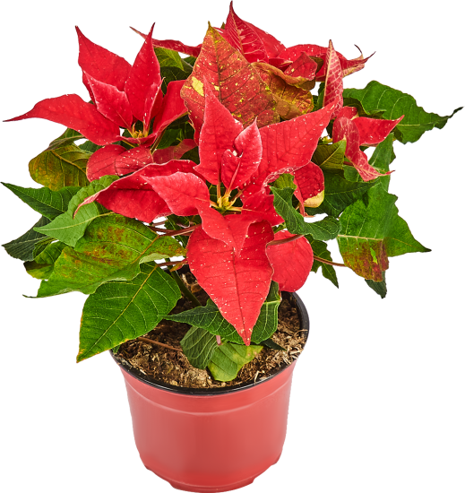 Пуансеттия ø12 h25 см