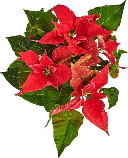 Пуансеттия ø12 h25 см