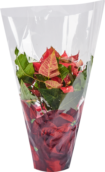 Пуансеттия ø12 h25 см