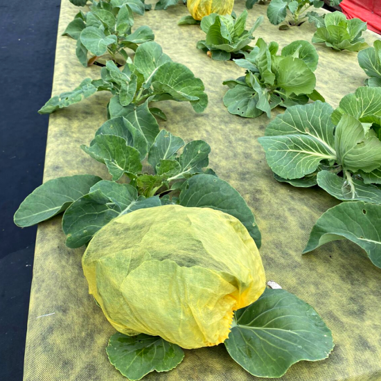 Комплект для капусты Агротекс 6x1.06 м