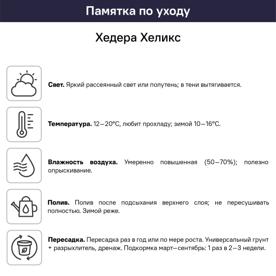 Хедера Хеликс микс ø8 h20 см