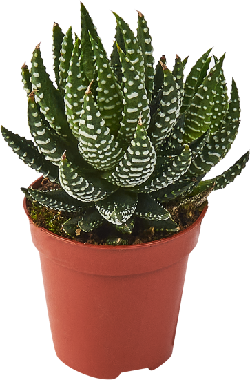 Хаворция микс ø5 h8 см