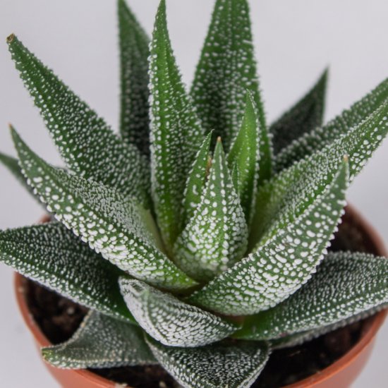 Хаворция микс ø5 h8 см